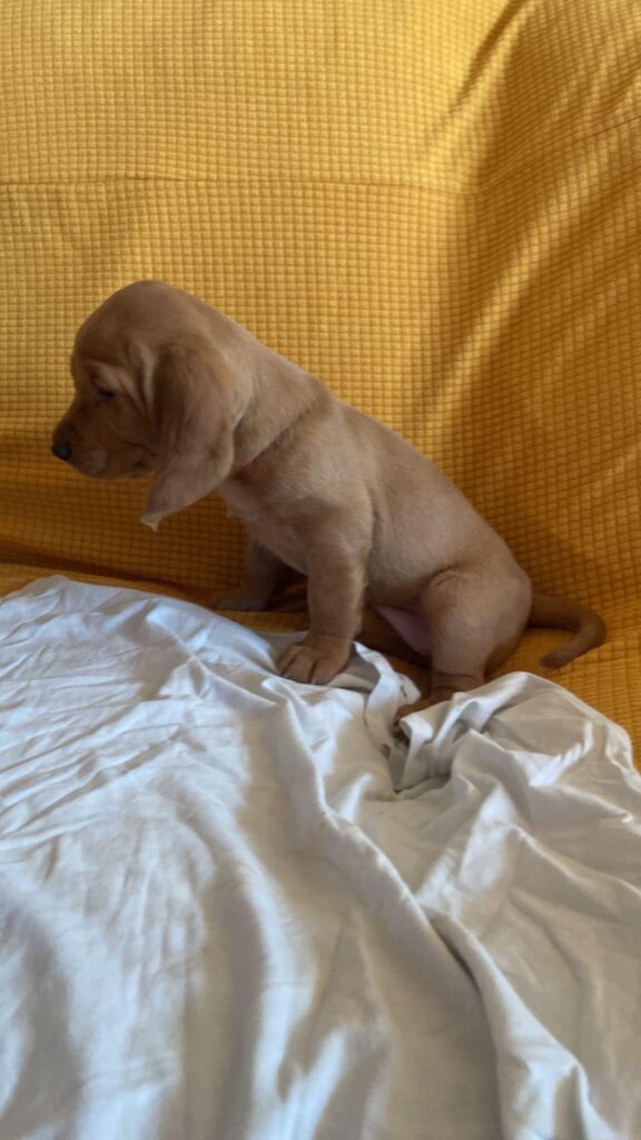 Bonjour a tous, j’ai chiens basset fauve de bretagne, disponibles, ils ont 47 jo... 3 356847599 10159578490288546 6790415562751722607 n